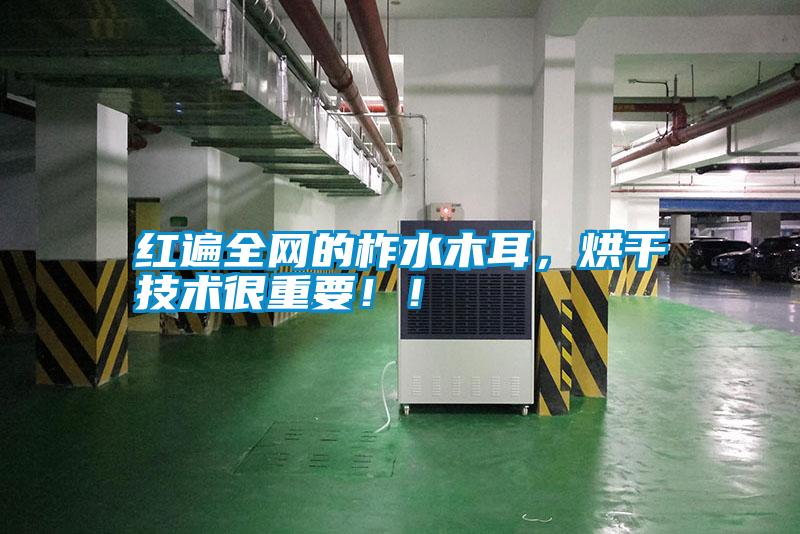 紅遍全網(wǎng)的柞水木耳，烘干技術(shù)很重要?。?/></p>
                              <p style=