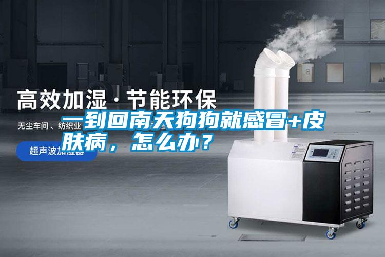 一到回南天狗狗就感冒+皮膚病，怎么辦？
