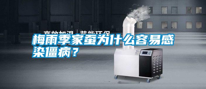 梅雨季家蠶為什么容易感染僵??？