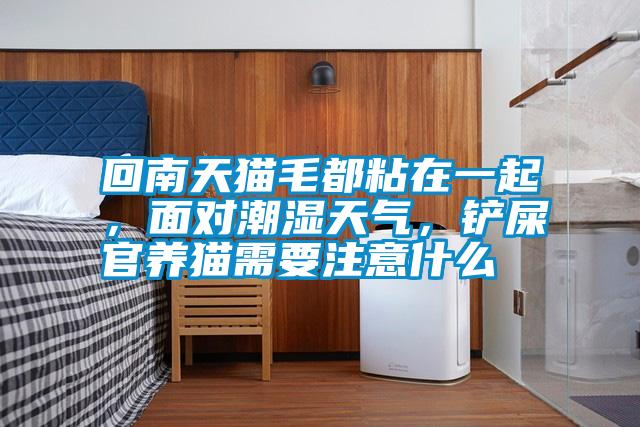 回南天貓毛都粘在一起，面對潮濕天氣，鏟屎官養(yǎng)貓需要注意什么