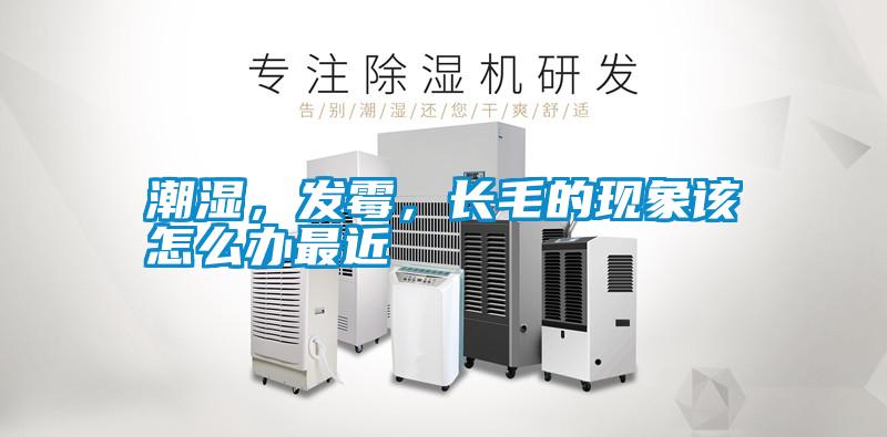 潮濕，發(fā)霉，長毛的現(xiàn)象該怎么辦最近