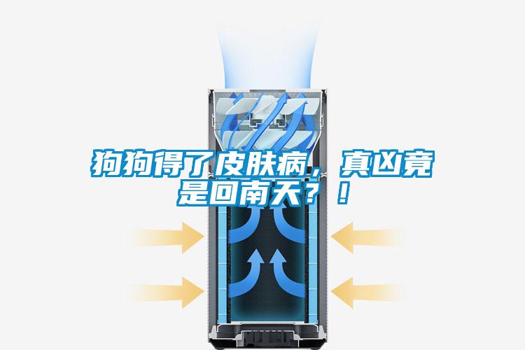 狗狗得了皮膚病，真兇竟是回南天？！