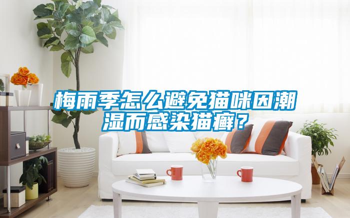 梅雨季怎么避免貓咪因潮濕而感染貓癬？