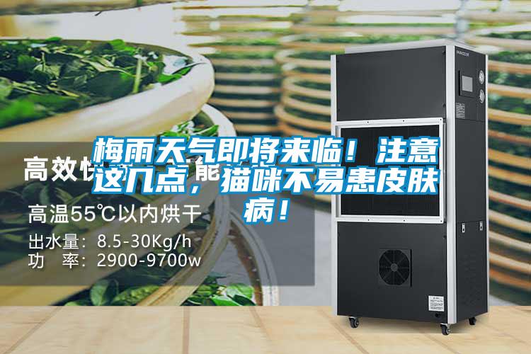 梅雨天氣即將來臨！注意這幾點(diǎn)，貓咪不易患皮膚??！