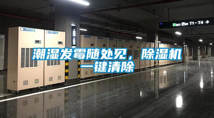 潮濕發(fā)霉隨處見，除濕機一鍵清除