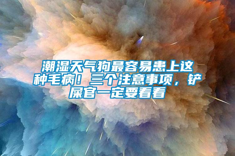 潮濕天氣狗最容易患上這種毛??！三個注意事項(xiàng)，鏟屎官一定要看看