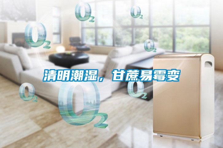 清明潮濕，甘蔗易霉變