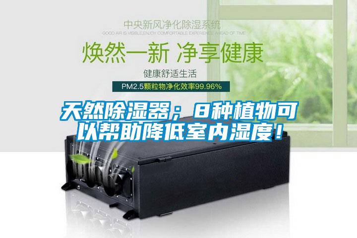 天然除濕器；8種植物可以幫助降低室內(nèi)濕度！