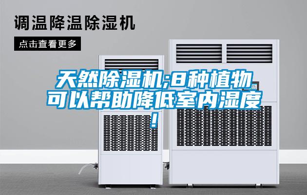 天然除濕機(jī);8種植物可以幫助降低室內(nèi)濕度!