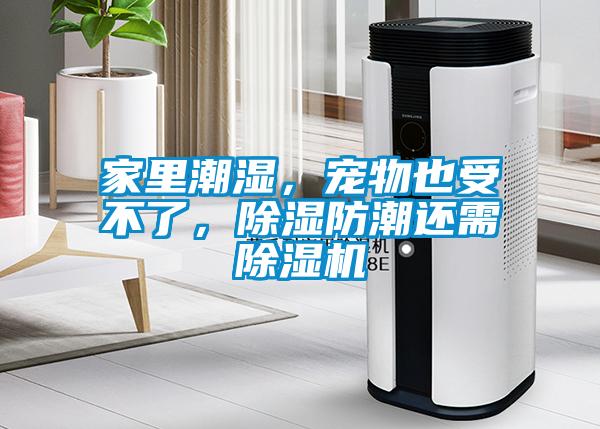 家里潮濕，寵物也受不了，除濕防潮還需除濕機(jī)