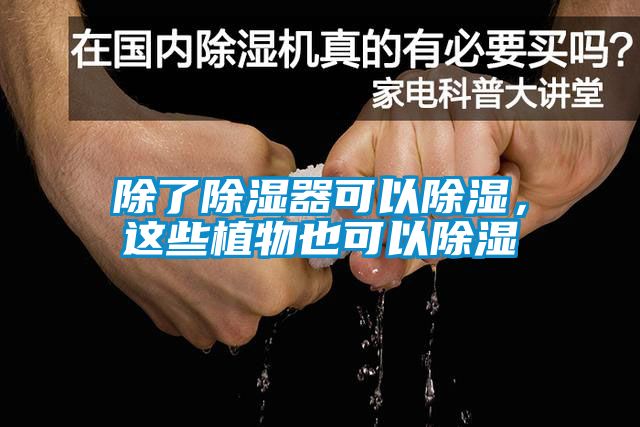 除了除濕器可以除濕，這些植物也可以除濕