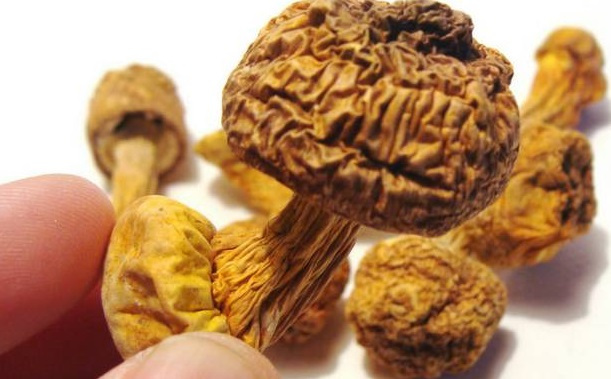 巴西菇、姬松茸烘干機-怎樣烘干色澤好且菇體褶片完整？